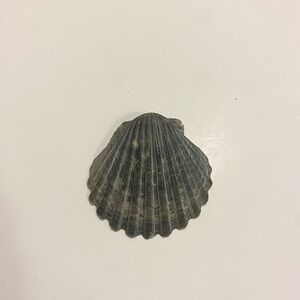 Natural Scallop Seashell – Fan-Shaped Gray Shell for Decor, Crafts, or Display